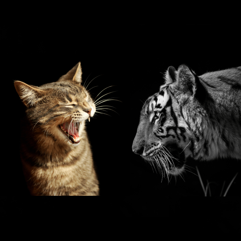 Cat vs. Tiger